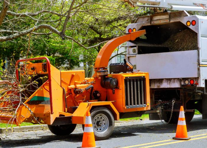 tree removal springfield
